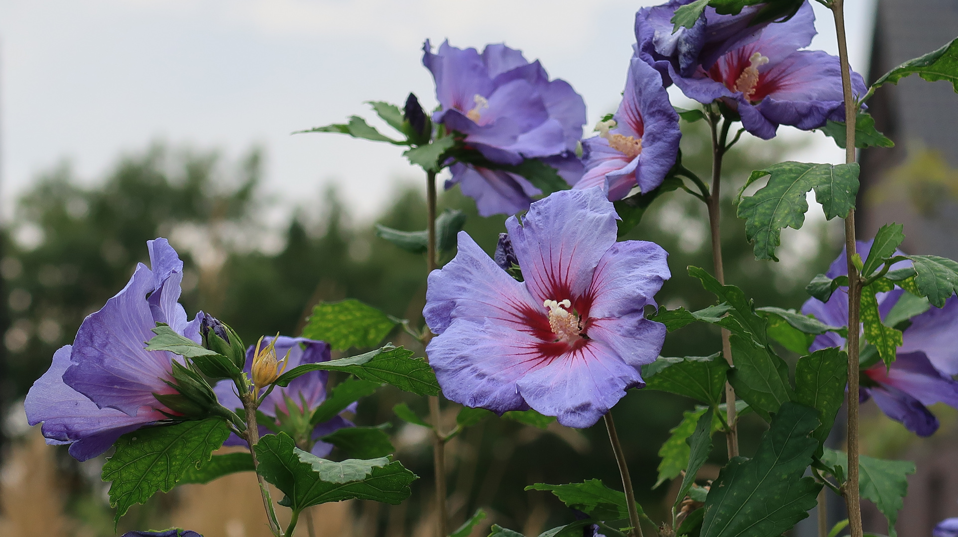 Garten-Hibiscus 'Blue Bird' Hibiscus syriacus)... 