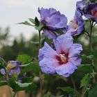 Garten-Hibiscus 'Blue Bird' Hibiscus syriacus)... 