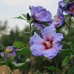 Garten-Hibiscus 'Blue Bird' Hibiscus syriacus)... 