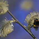 Garten-Hummel auf Saalweidenblüte