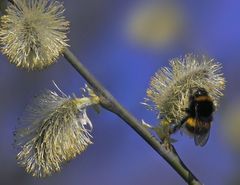 Garten-Hummel auf Saalweidenblüte