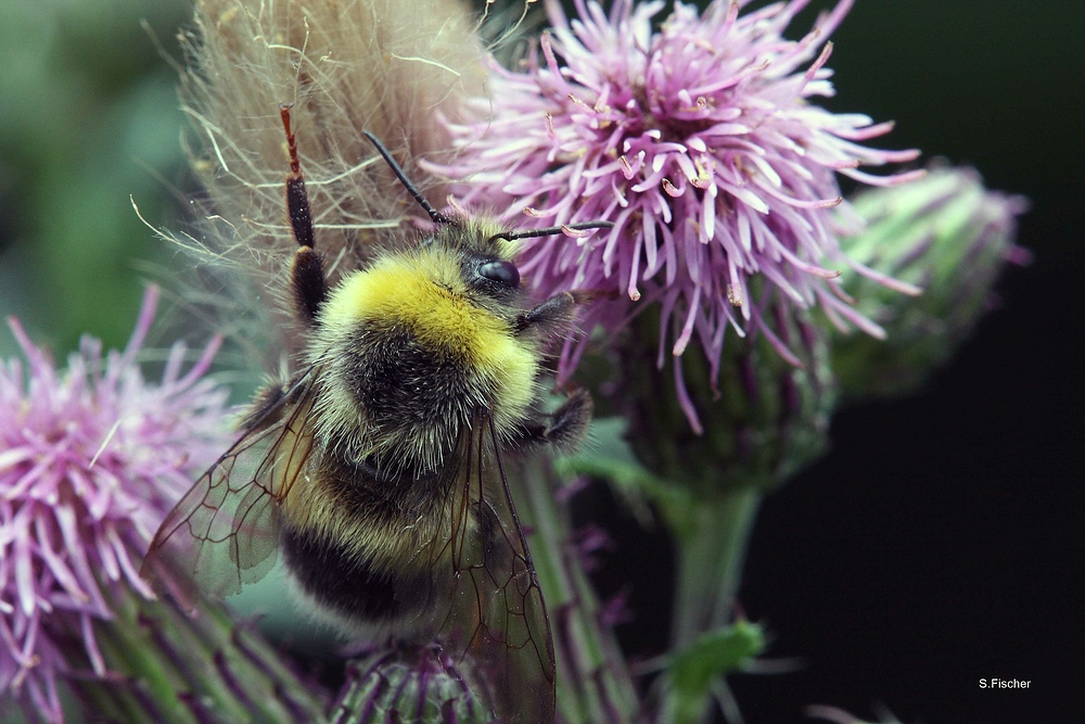 Garten-Hummel