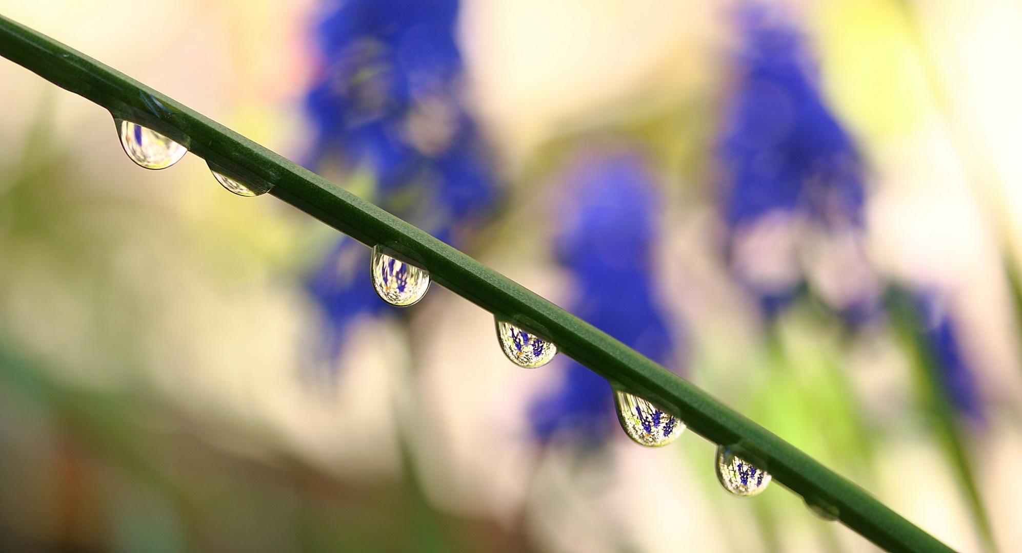 Garten-Hyazinthen in den Regentropfen