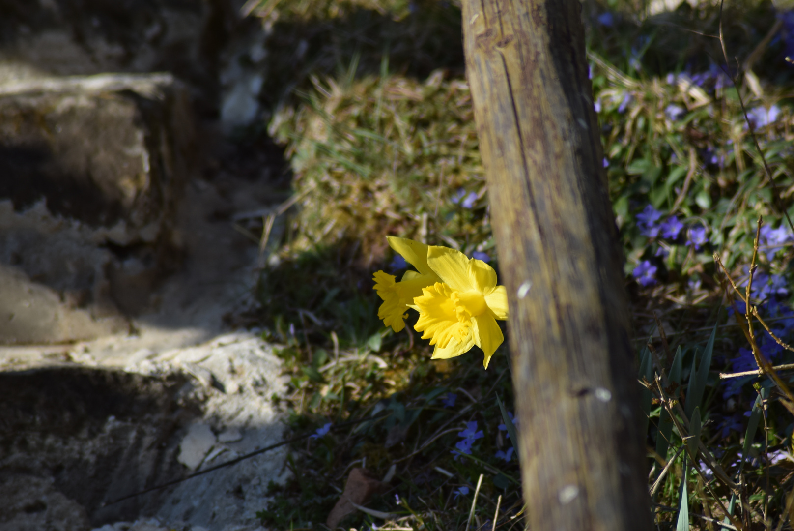 Garten-im Detail..