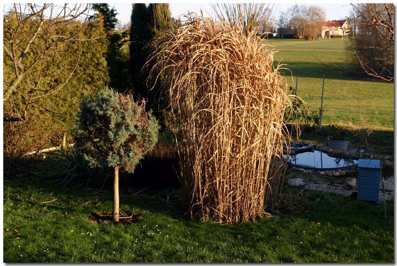 Garten im Dezember 2006