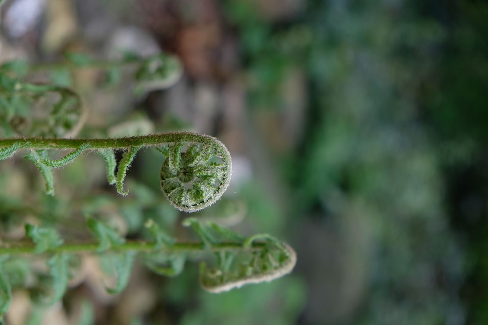 Garten im Frühjahr