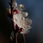 Garten im Frühling 023