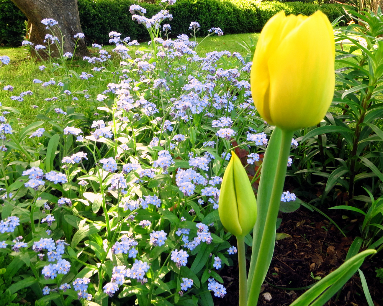 Garten im Frühling