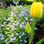 Garten im Frühling