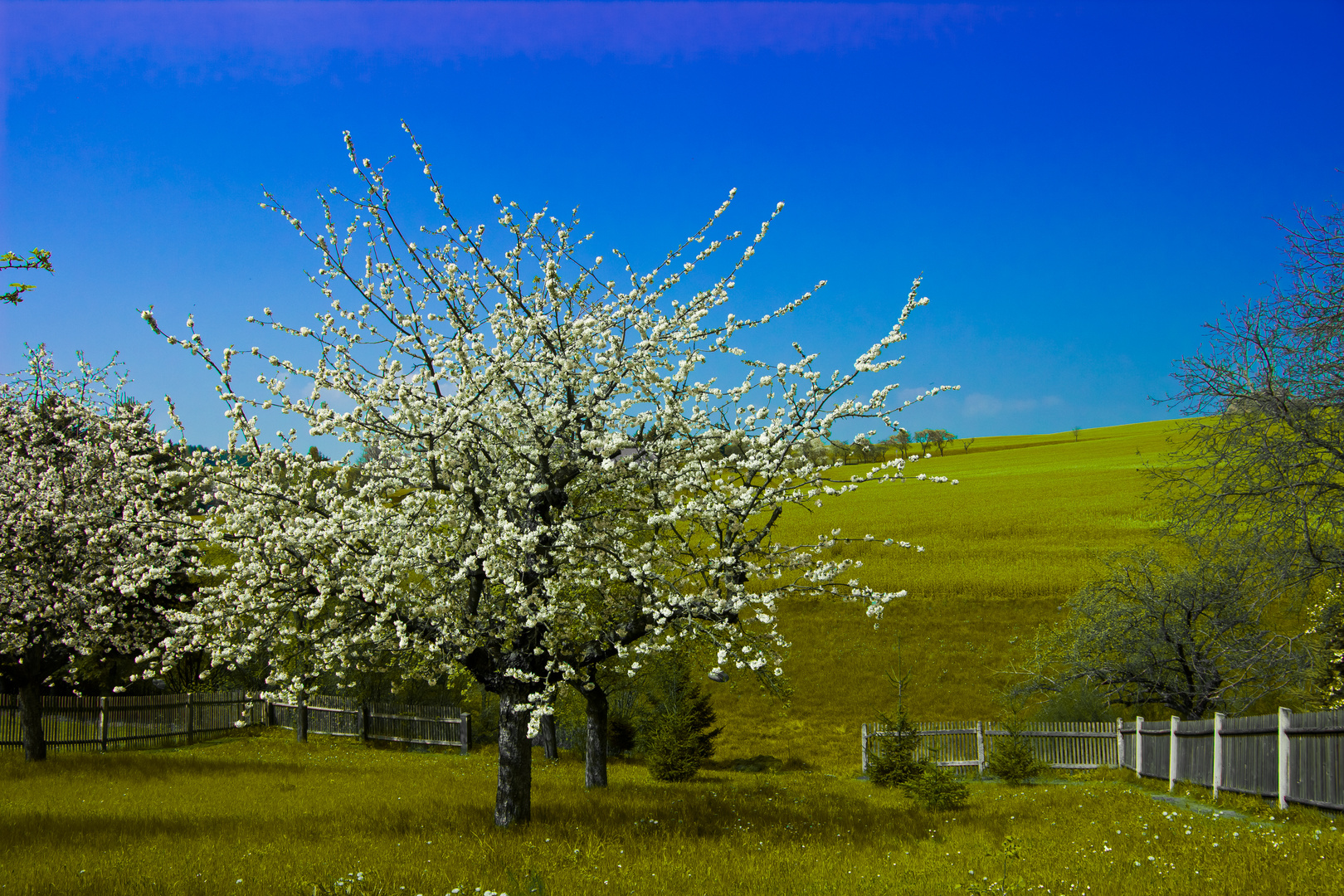 Garten im Frühling