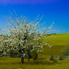 Garten im Frühling