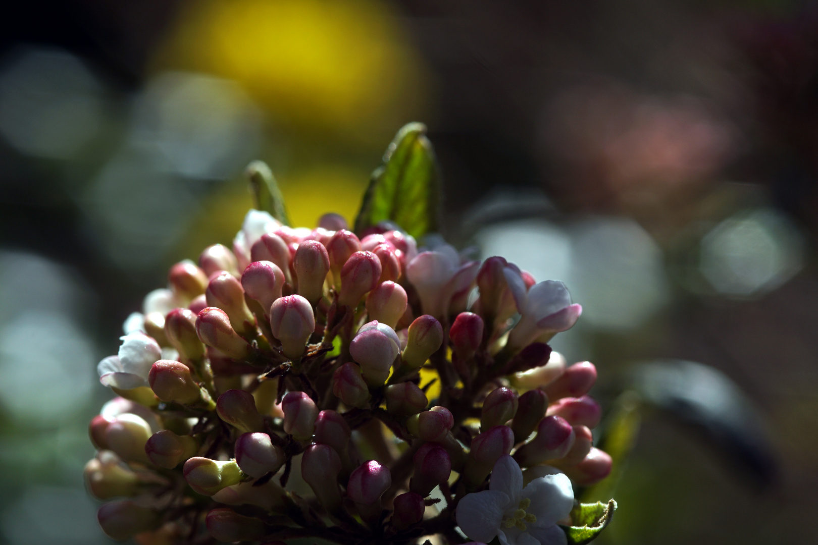 Garten im Frühling