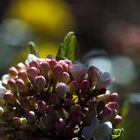 Garten im Frühling