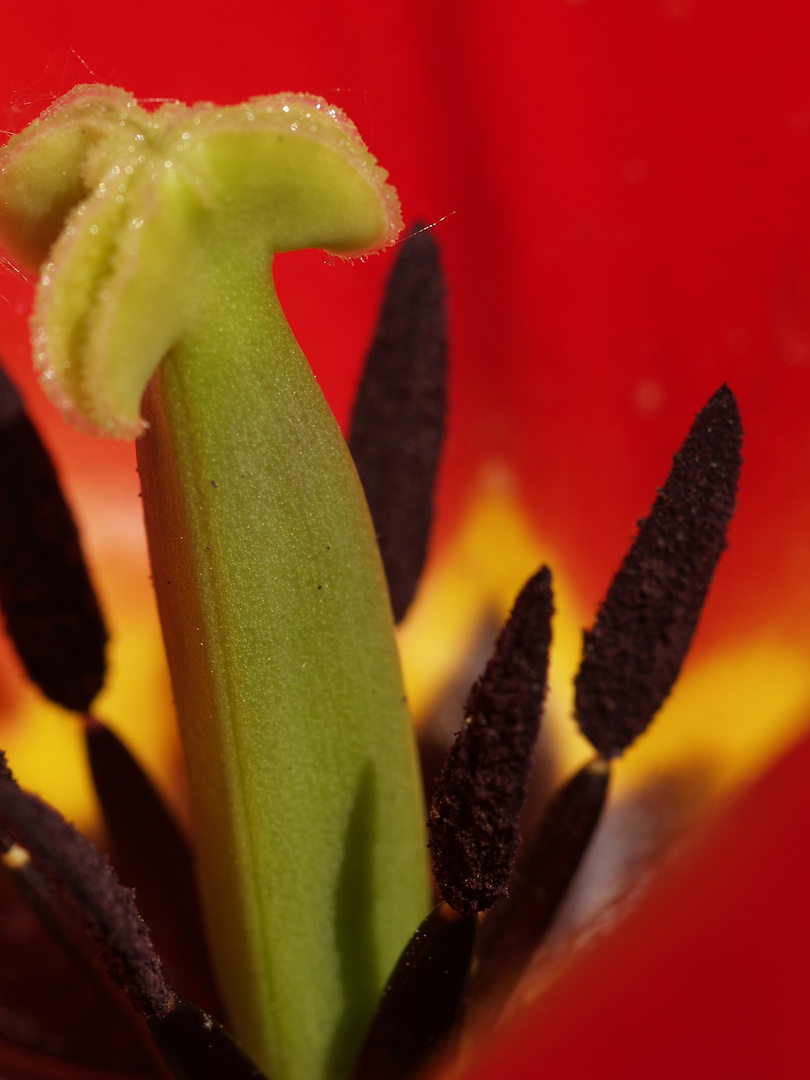 Garten im Frühling - Mächtig