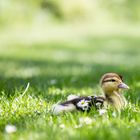 Garten im Frühling mit neuen Leben