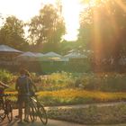 Garten im Gegenlicht