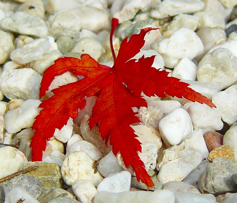 Garten im Herbst 2 - Ahornlaub