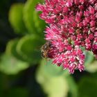 Garten im Herbst