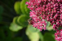 Garten im Herbst