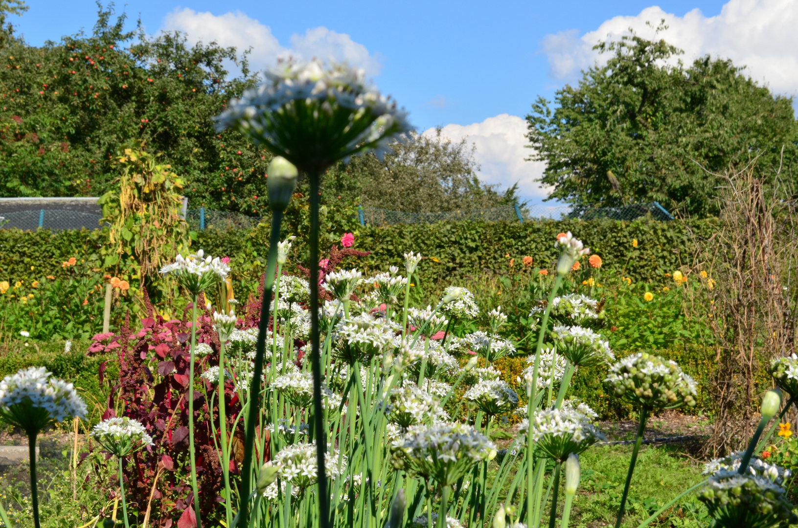 Garten im Herbst Foto & Bild | landschaft, garten ...