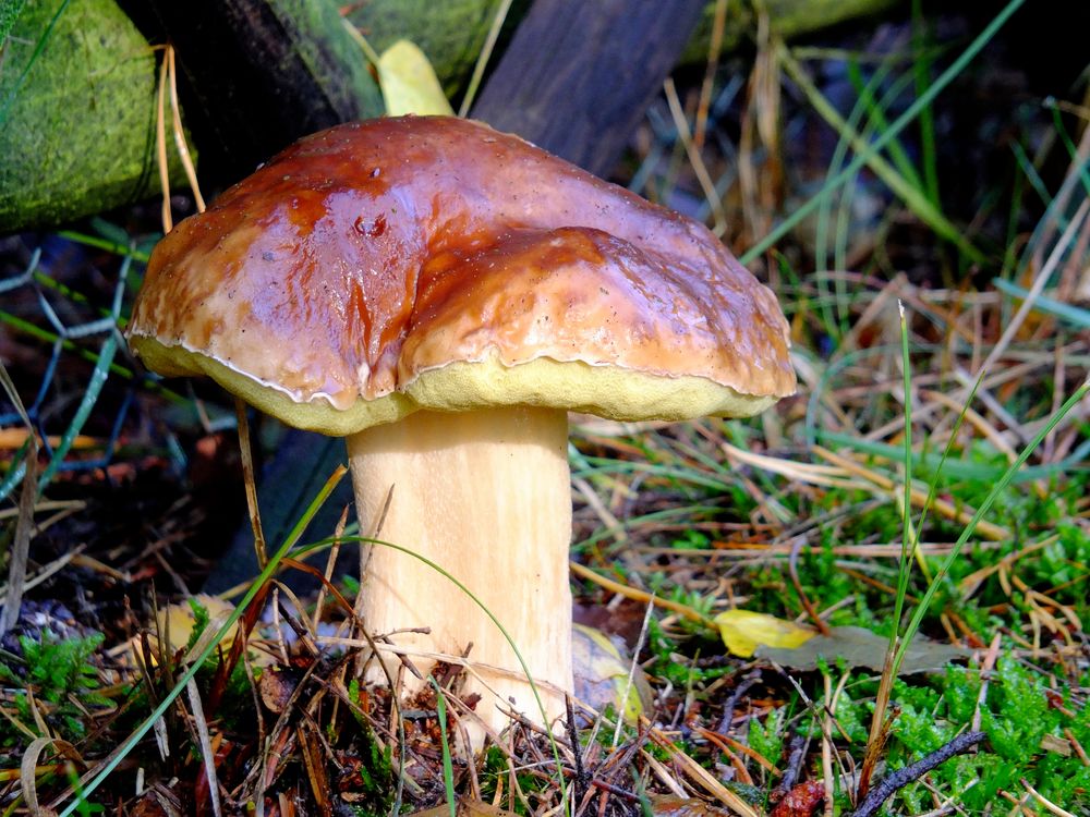 Garten im Herbst ***Steinpilz***