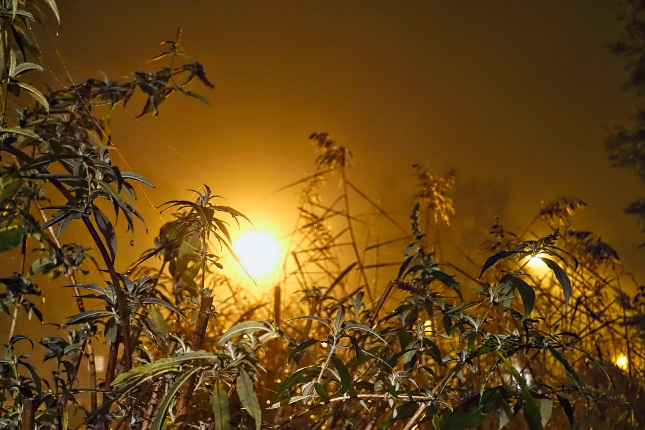 Garten im Herbstnebel