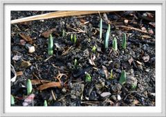 Garten im Januar 2007