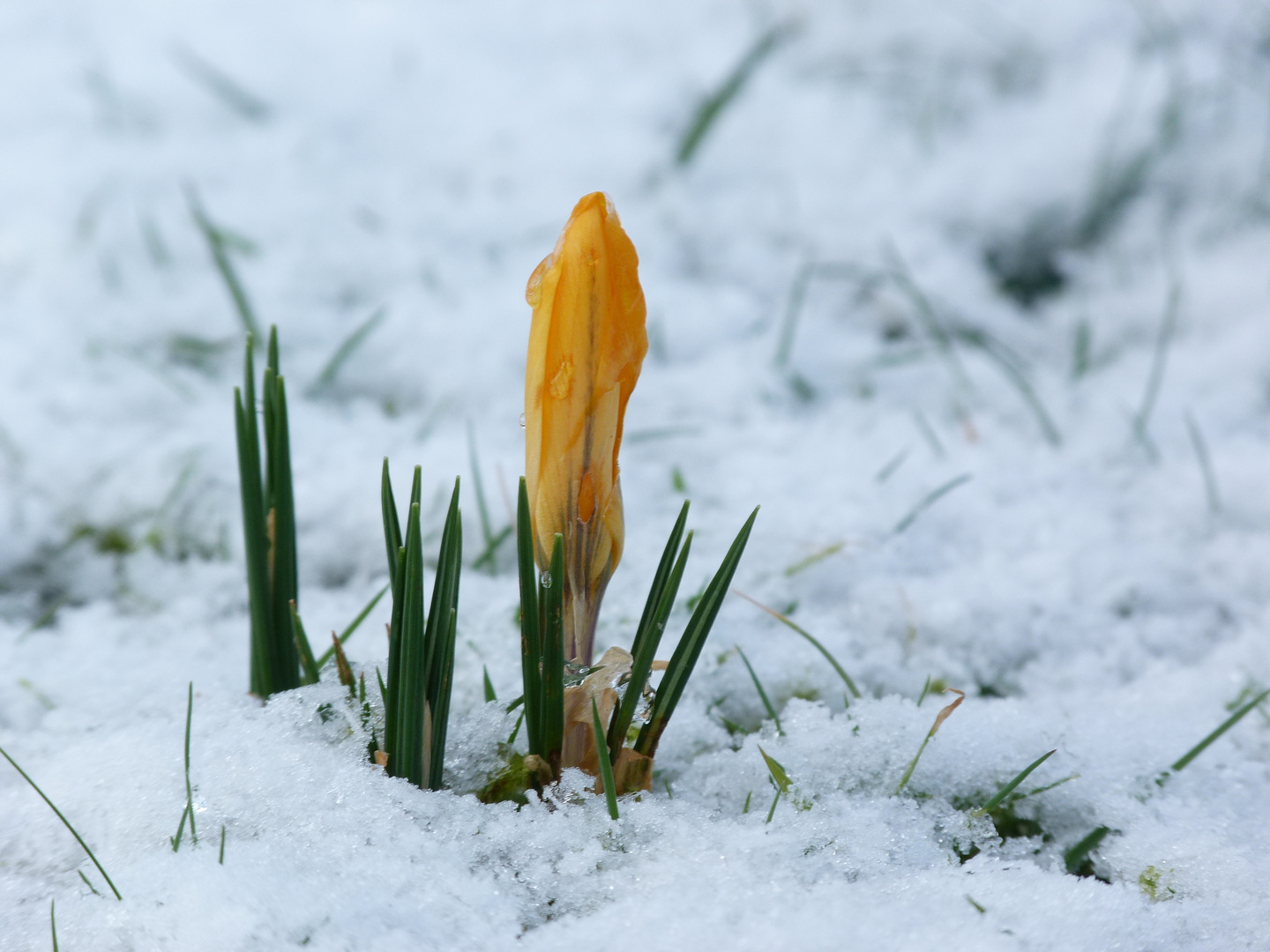 Garten im Januar 