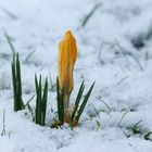 Garten im Januar 