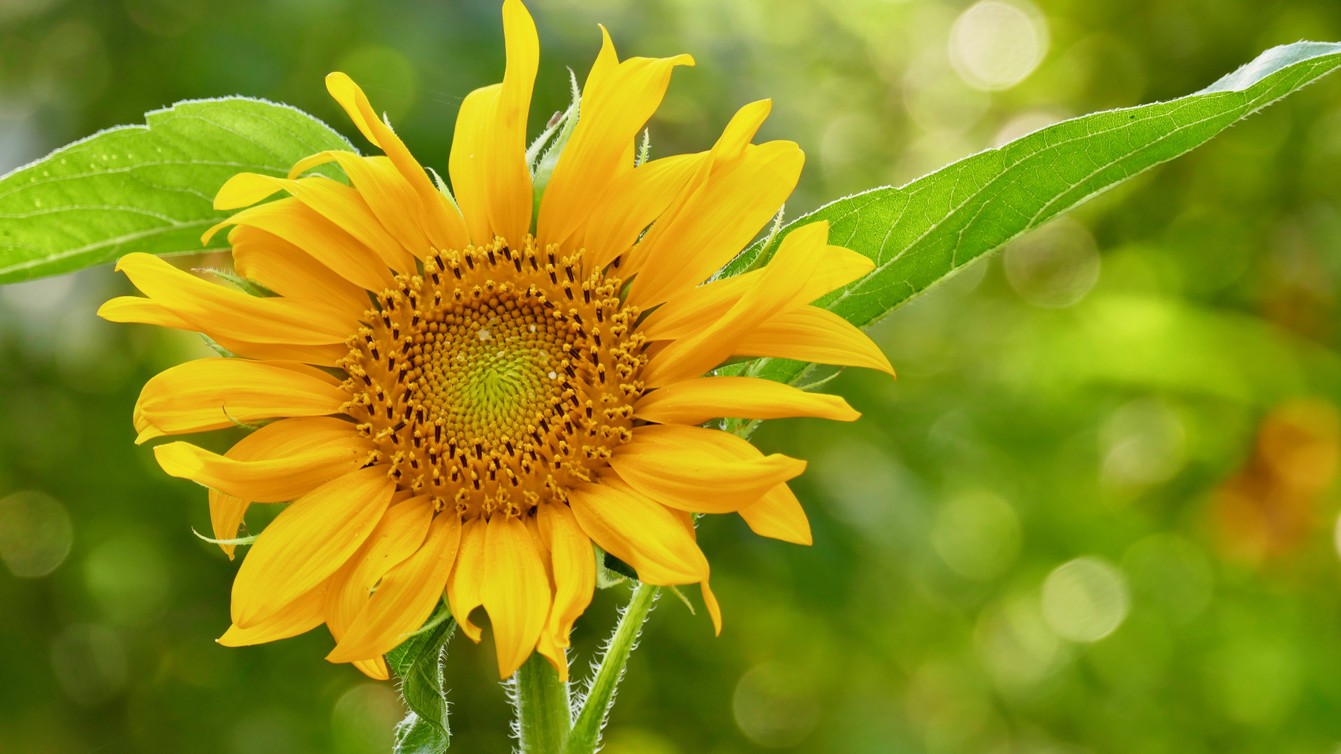 Garten im Juli - Sonnenblume