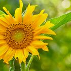 Garten im Juli - Sonnenblume