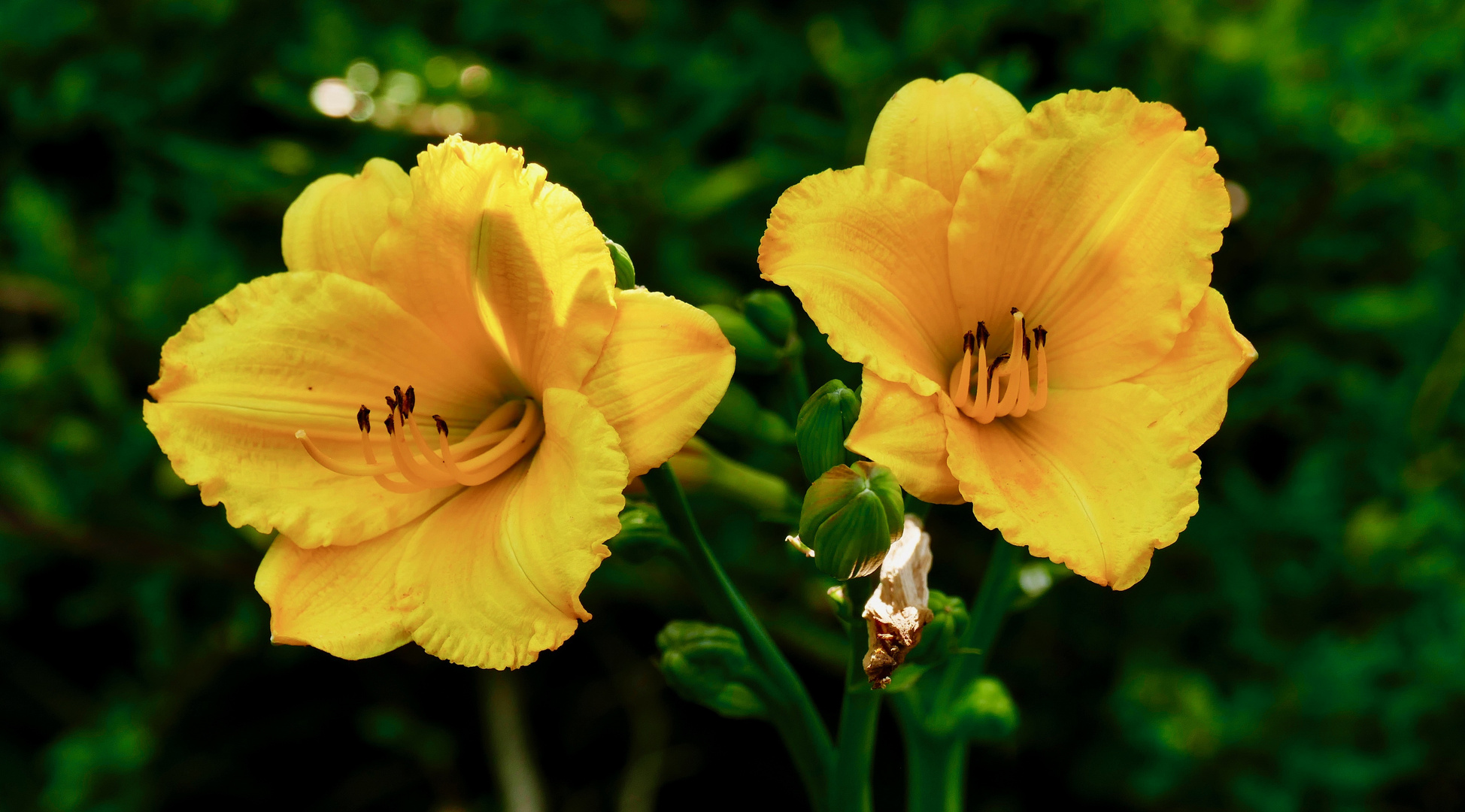 Garten im Juli - Taglilie (Hemerocallis Hybride 'Flambo')