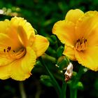 Garten im Juli - Taglilie (Hemerocallis Hybride 'Flambo')