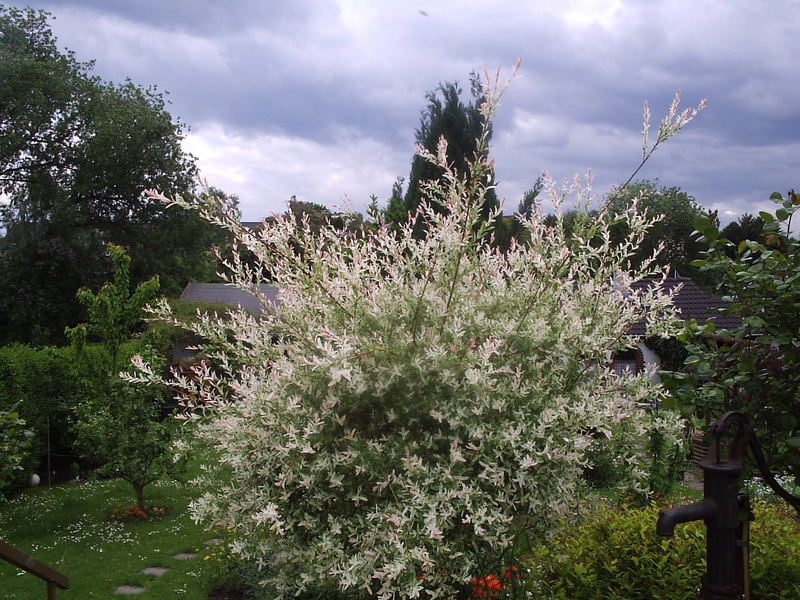 Garten im Mai