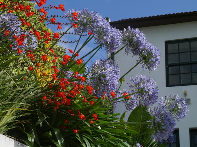 Garten im Minho Portugal , wie ein Blumenstrauss
