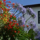 Garten im Minho Portugal , wie ein Blumenstrauss