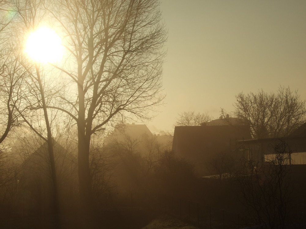 Garten im Morgennebel