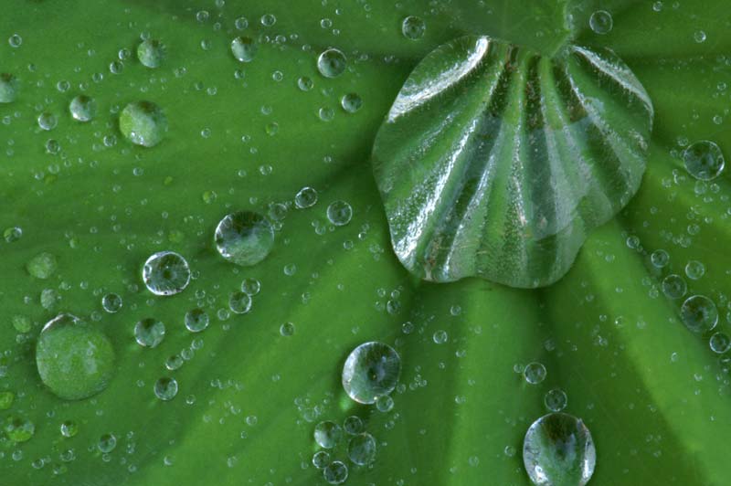 Garten im Regen