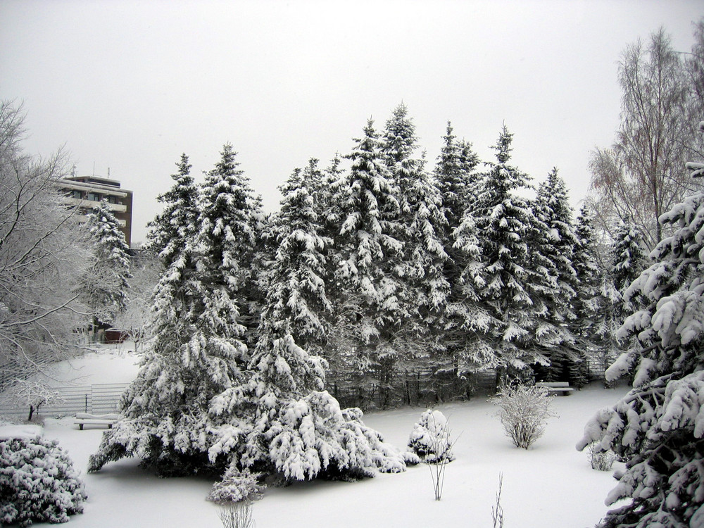 Garten im Schnee - Schneegarten