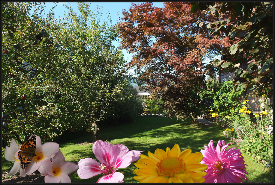 Garten im Sommer