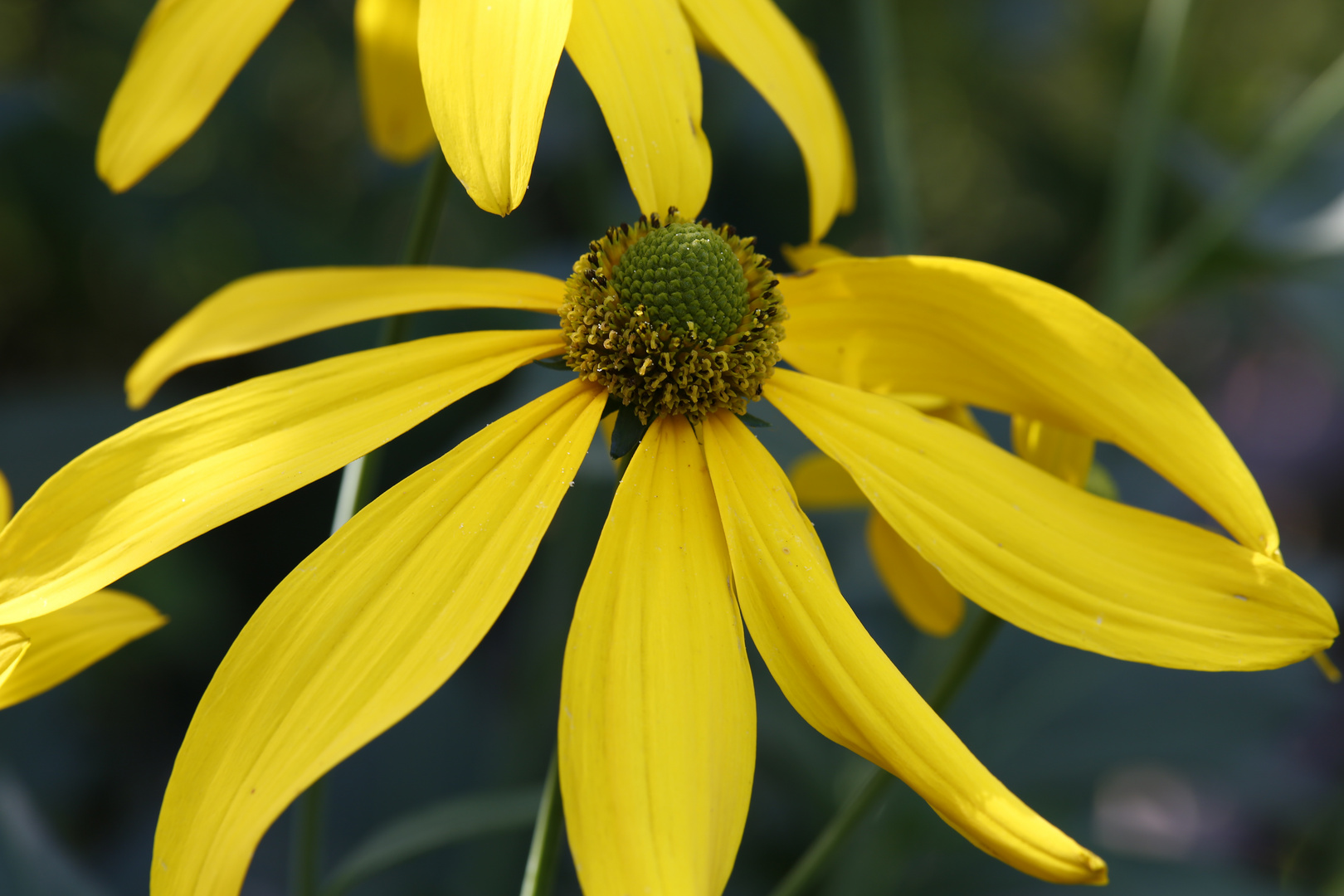 Garten im Sommer (II)