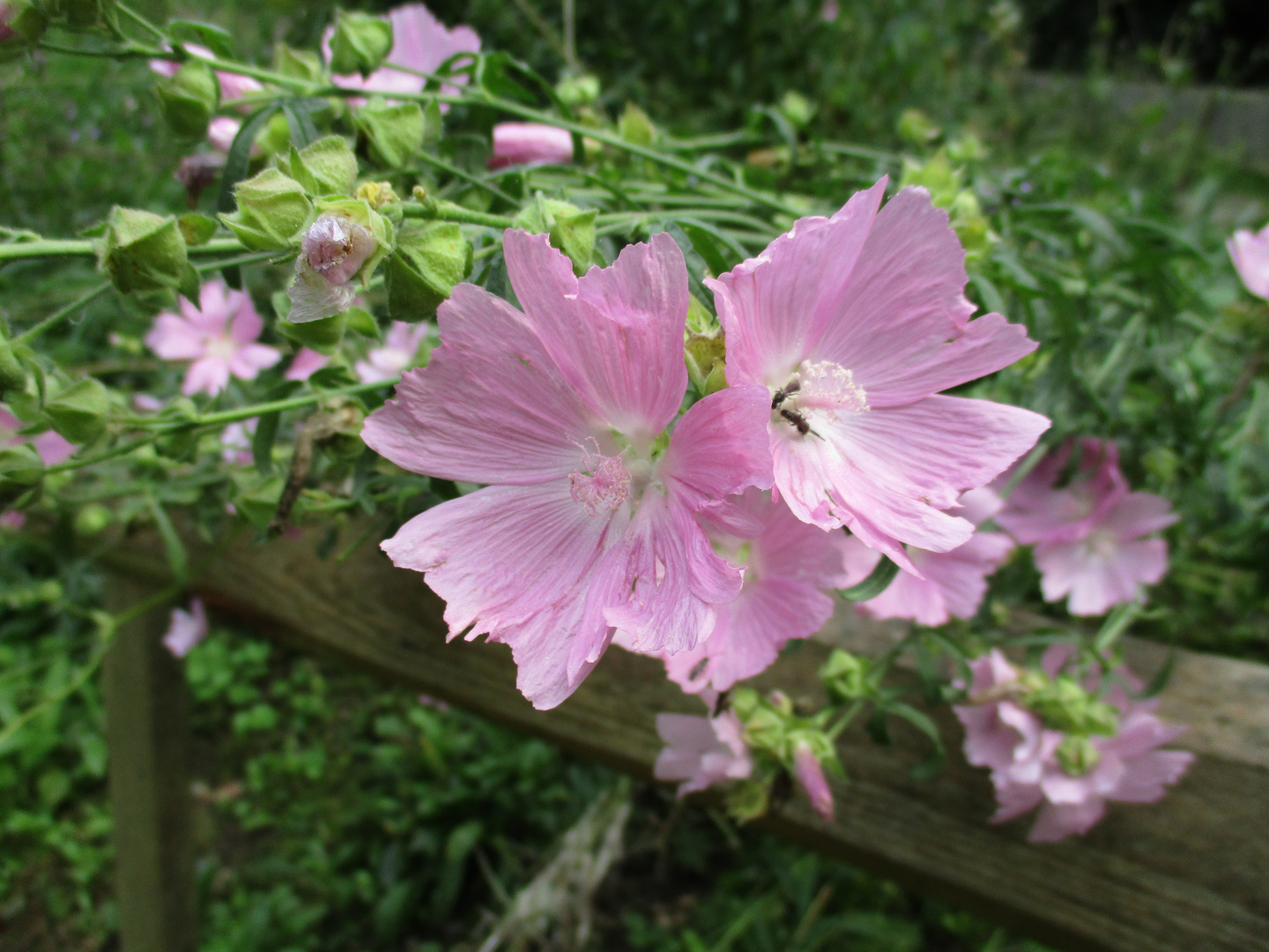 Garten im Wald