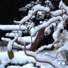 Garten im Winter