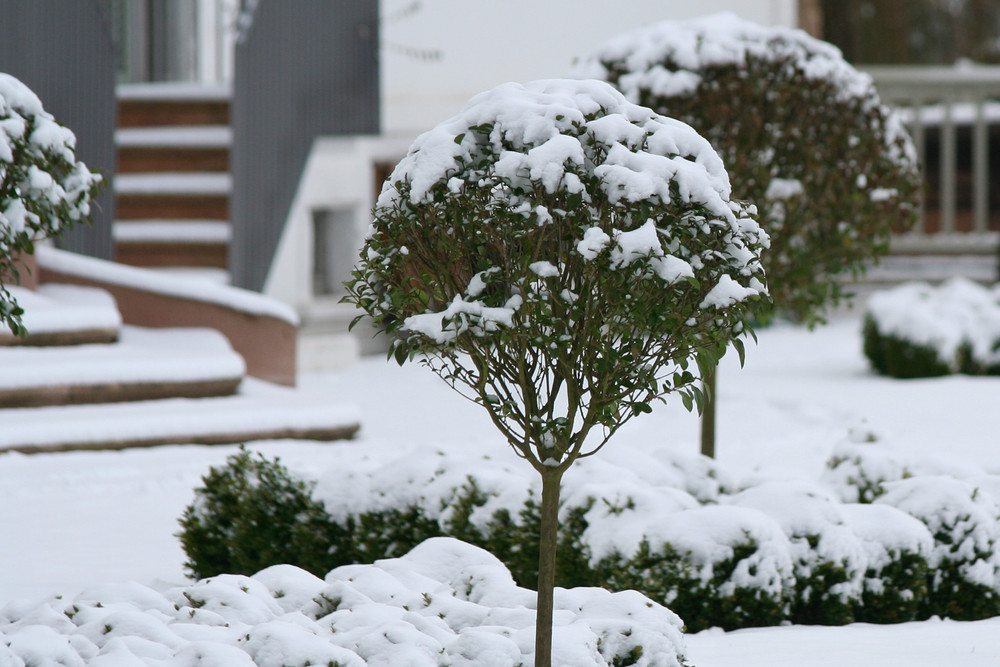 Garten im Winter