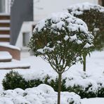 Garten im Winter