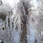 Garten im Winter