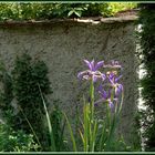 Garten-Impression