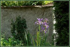 Garten-Impression