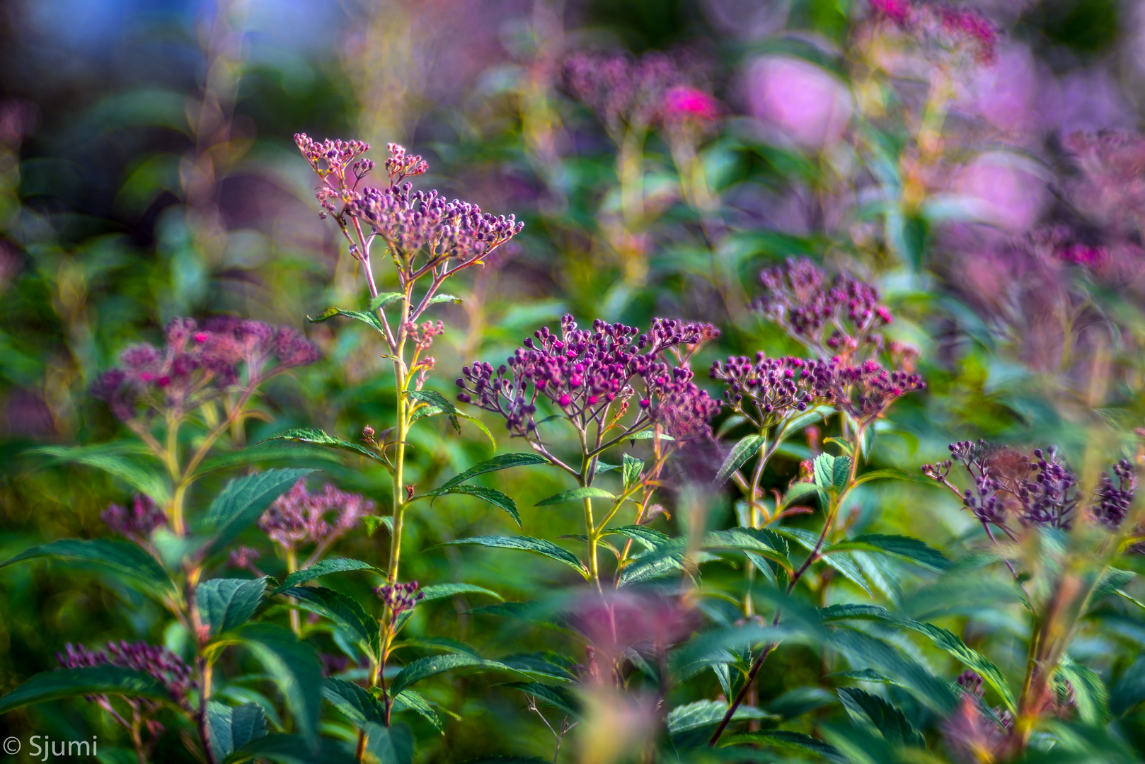 Garten Impression Foto & Bild makro, natur, bokeh Bilder