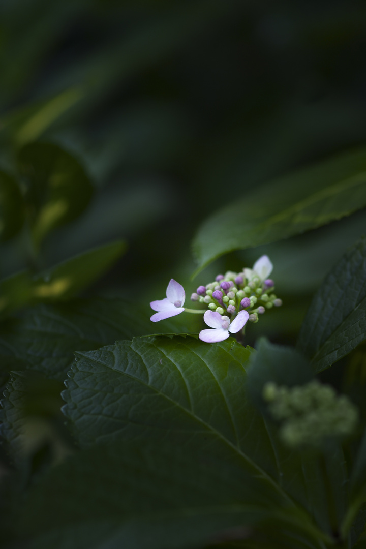 Garten Impressionen